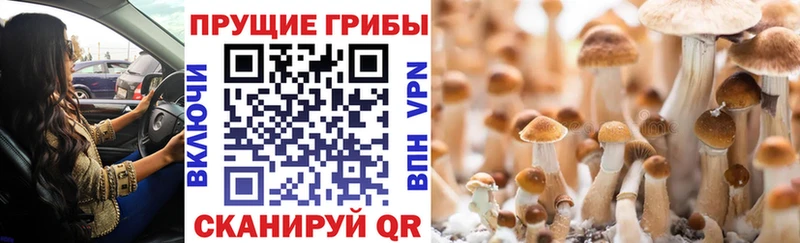где купить наркоту  Арамиль  Галлюциногенные грибы мицелий 